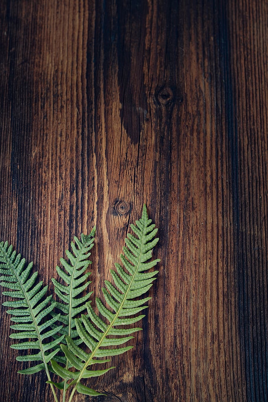 HD wallpaper: green leaf plant on brown wooden table top, fern, small ...