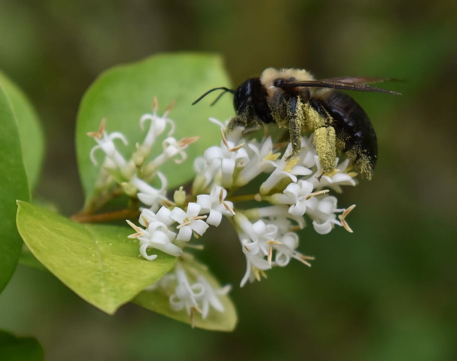 Bumblebee, Pollen, Flower, Insect, one animal, animal themes HD wallpaper