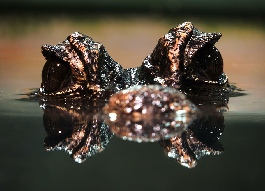 cayman, alligator, reptile, water, animal world, nature, animal themes HD wallpaper