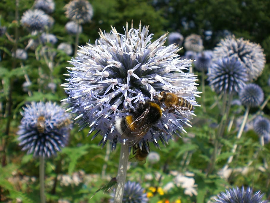 hummel, bee, blossom, bloom, garlic, violet, flower, flowering plant HD wallpaper