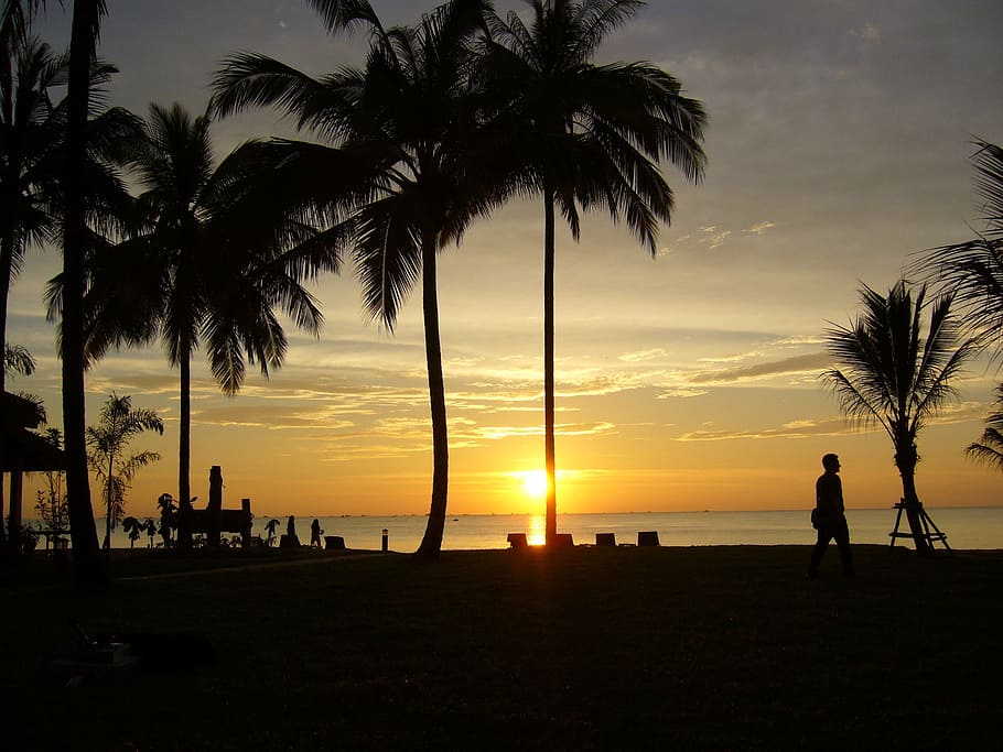 sunset, beach, palm trees, coast, peaceful, sunlight, evening HD wallpaper