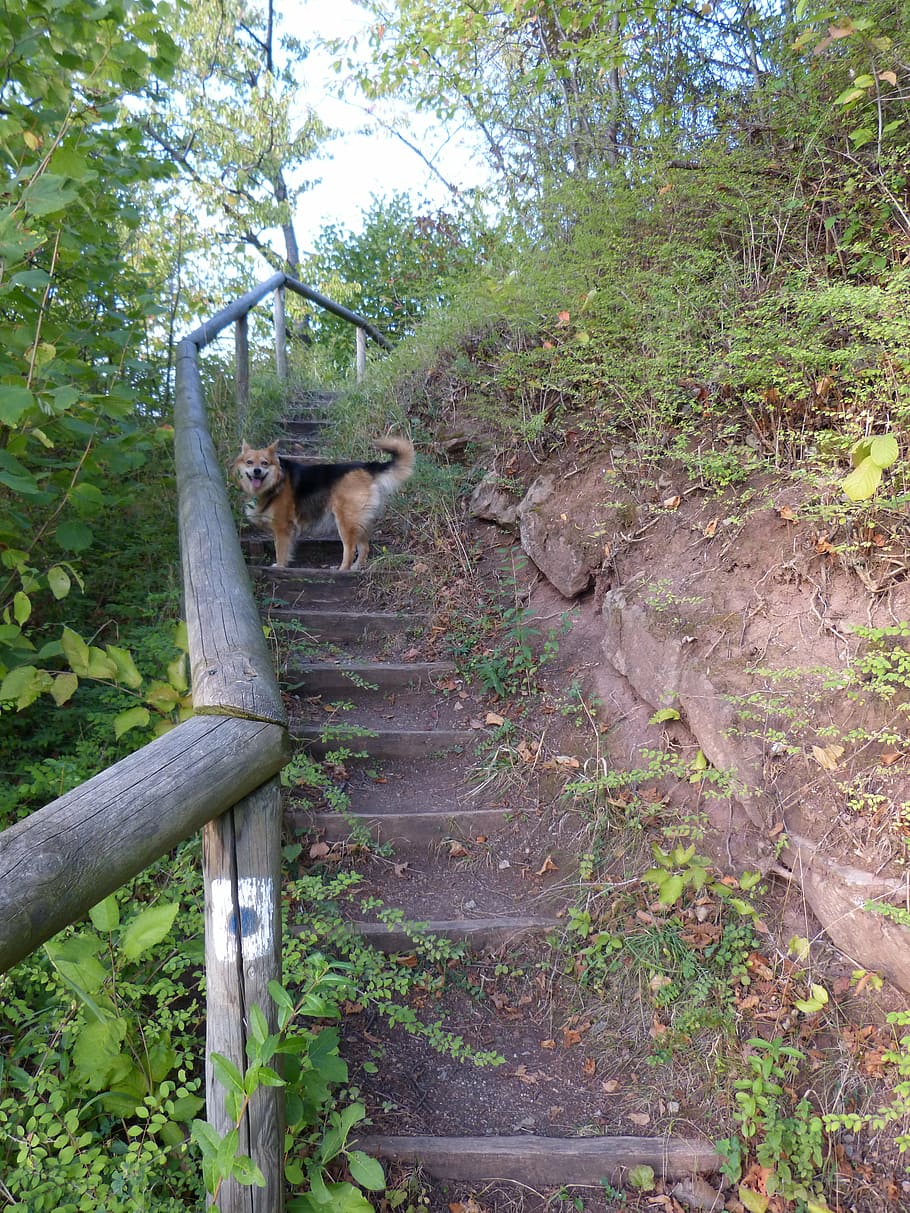 gradually, stairs, emergence, railing, nature, moss, mammal HD wallpaper