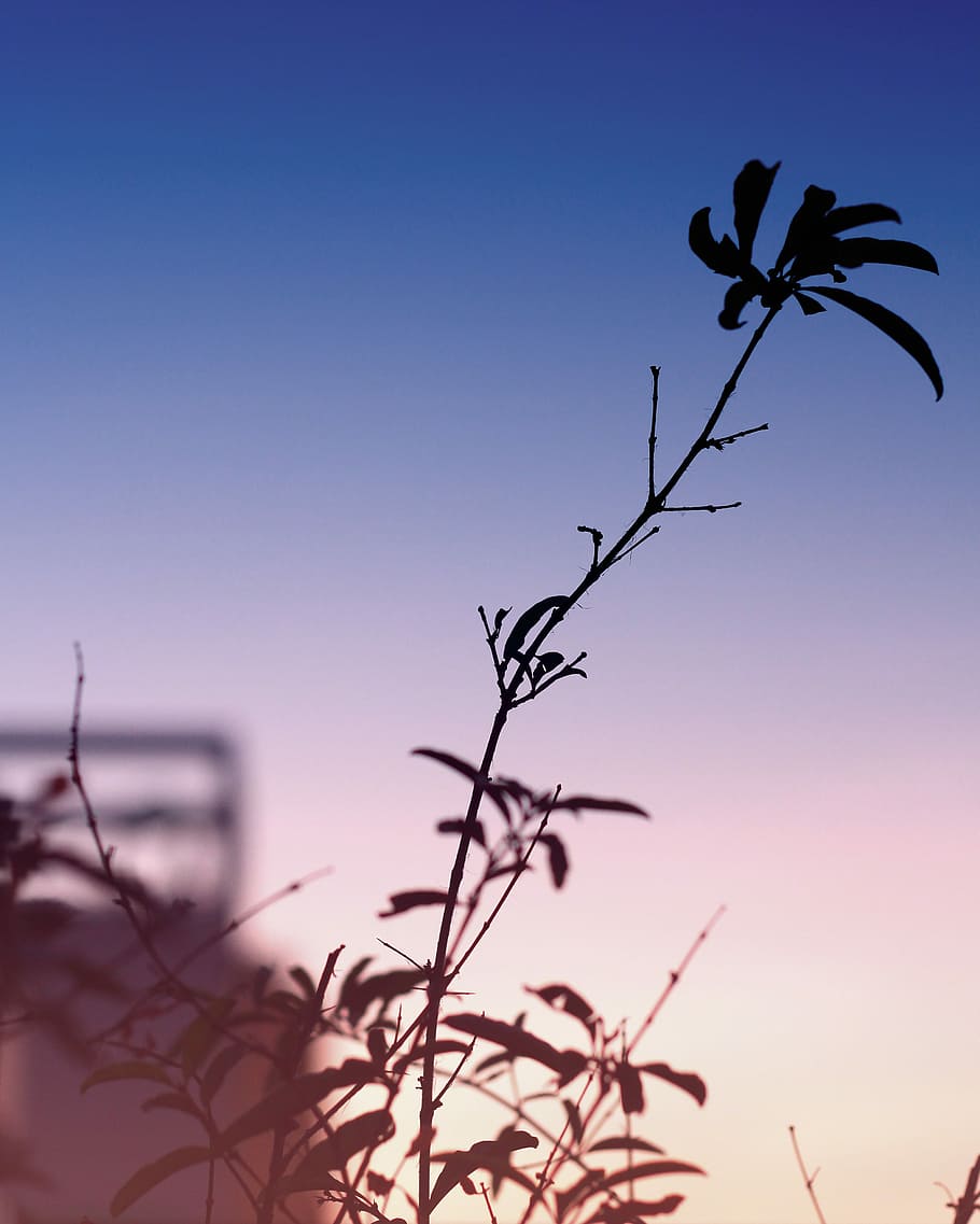 green leafed plant during daytime, shallow focus photography of green leaves HD wallpaper