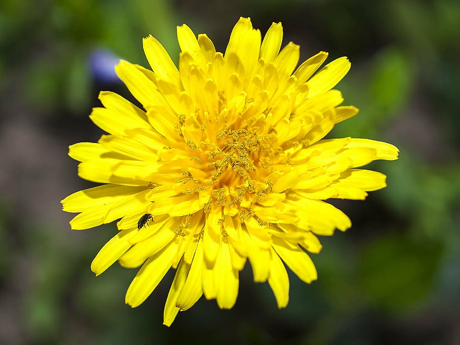 dandelion, flower, blossom, bloom, plant, nature, flowering plant HD wallpaper