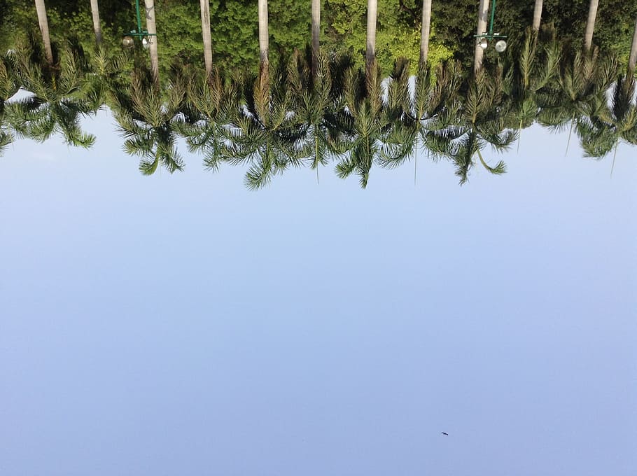 formation of palm trees, landscape photography of green palm trees HD wallpaper