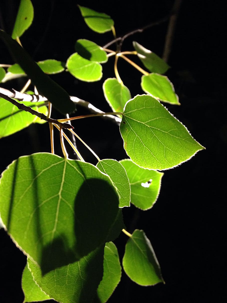 Aspens, Leaf, dark green, nature, green Color, plant, tree HD wallpaper