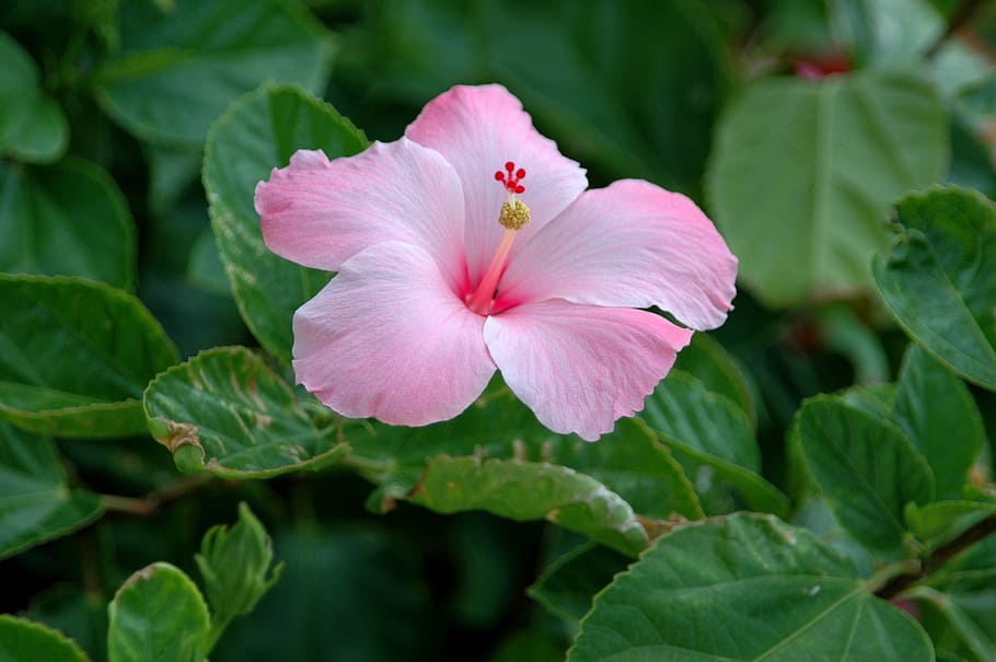 closeup photo of pink hibiscus flower, blossom, bloom, plant HD wallpaper