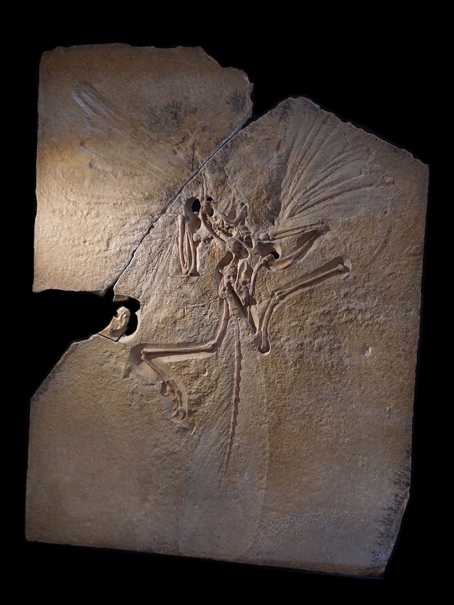 archeopteryx, skeleton, fossil, archosaurs, transitional form