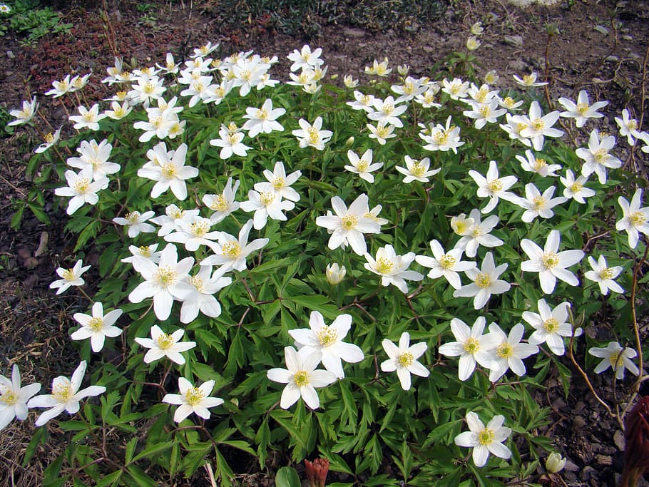 wood anemone, anemones, flowers, several, many, vulnerability, HD wallpaper
