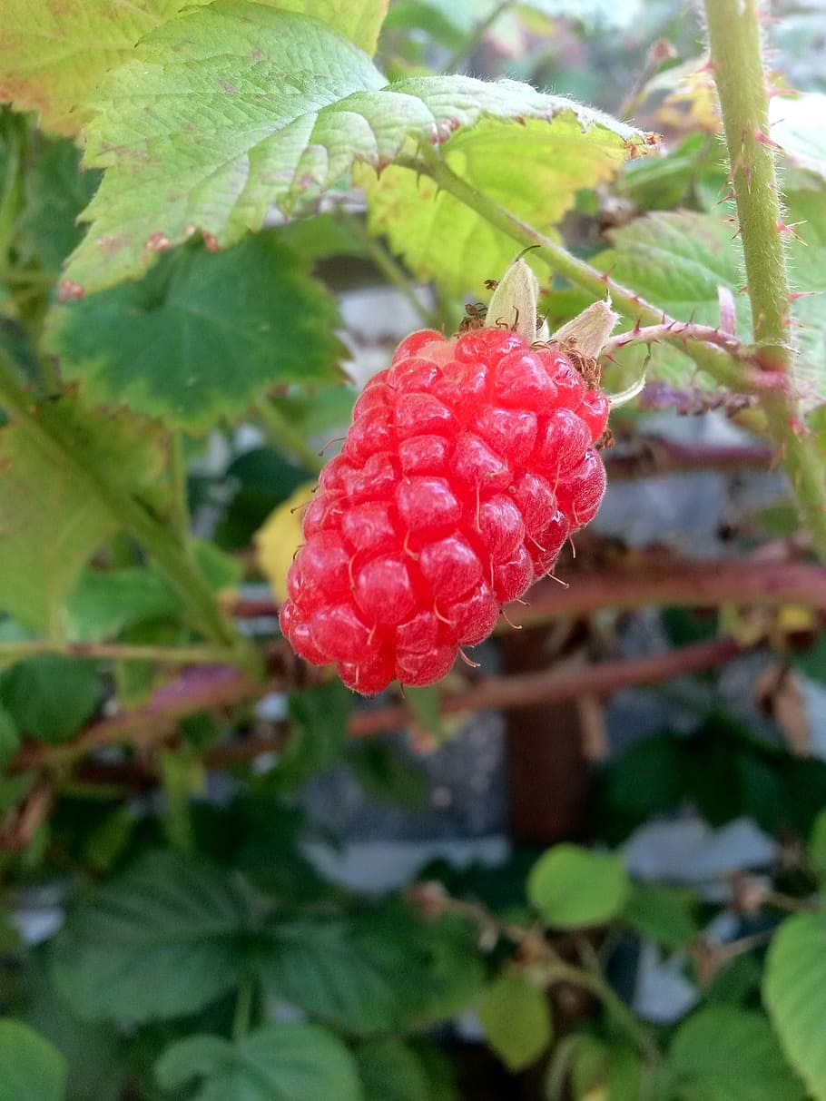plant, fruit, grapes, red, healthy eating, food, berry fruit HD wallpaper