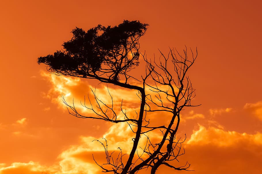 tree, branch, sunset, sky, clouds, nature, national park, cavo greko HD wallpaper