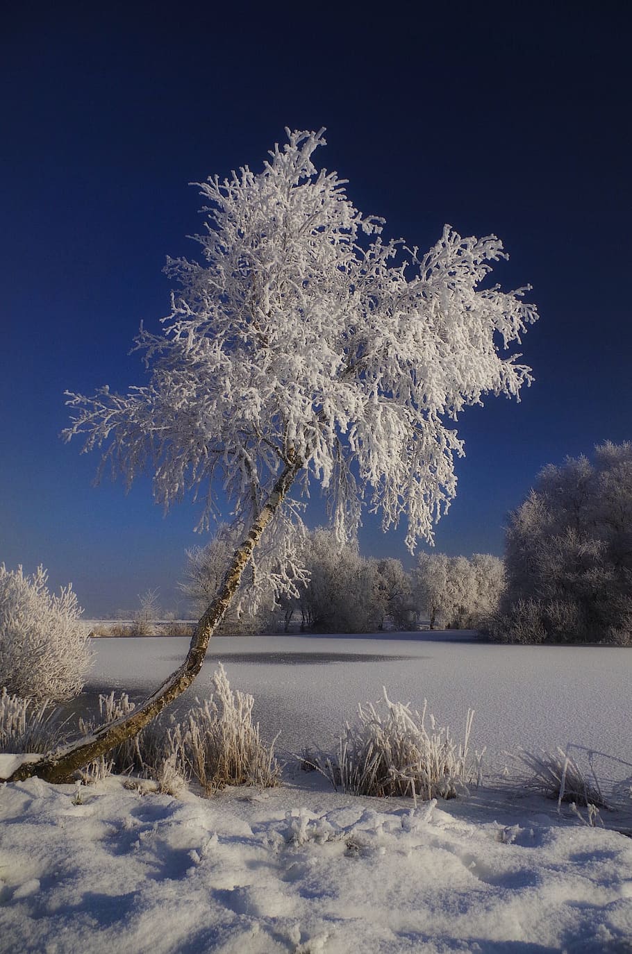 tree and grass covered by snow, winter, frost, frozen, hoarfrost HD wallpaper