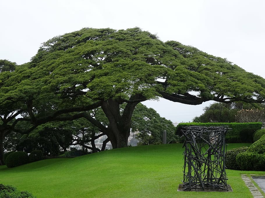 rain tree, samanea saman, mimosengewäch, hawaii, park, honolulu HD wallpaper