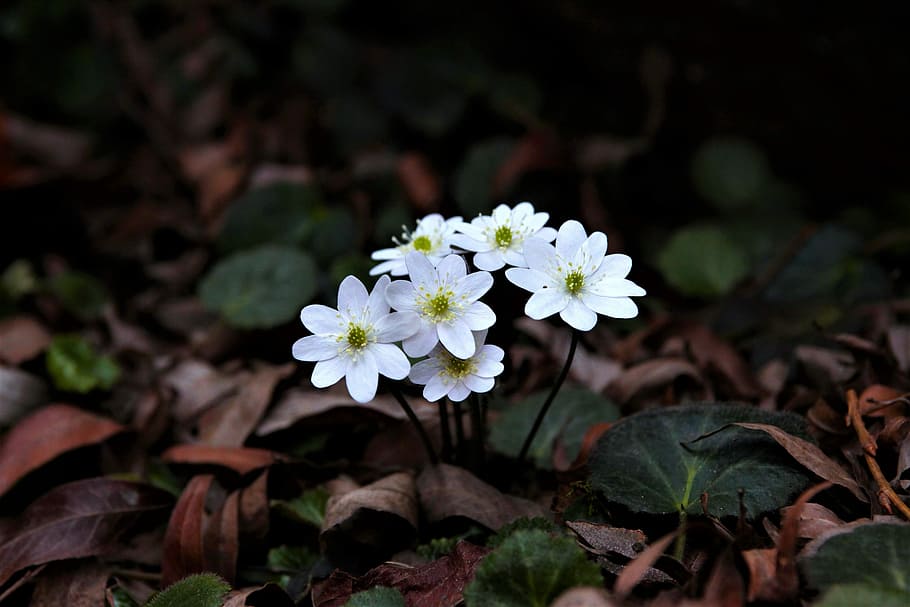 white flowers surrounded by leaves, nature, plants, leaf, outdoors HD wallpaper