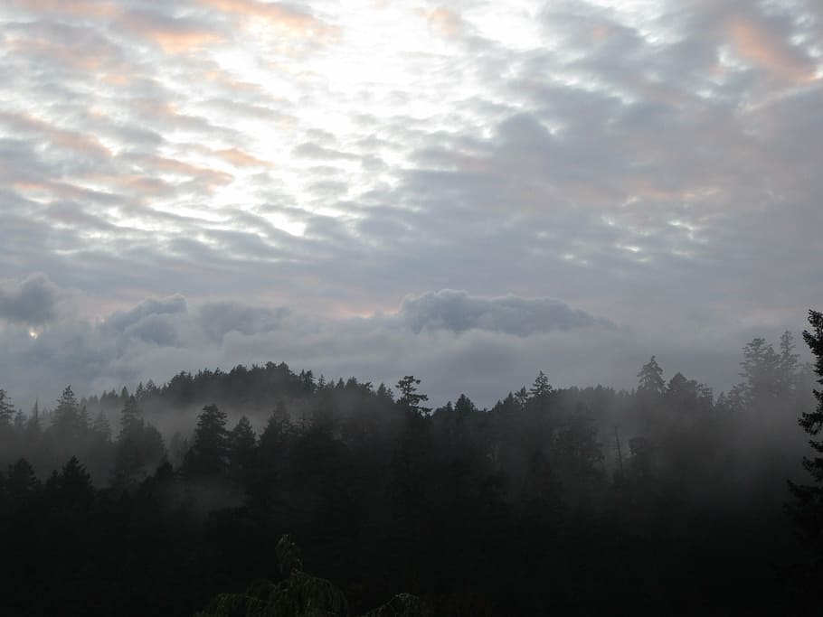forest, mist, gray, british columbia, canada, tree, sky, beauty in nature HD wallpaper