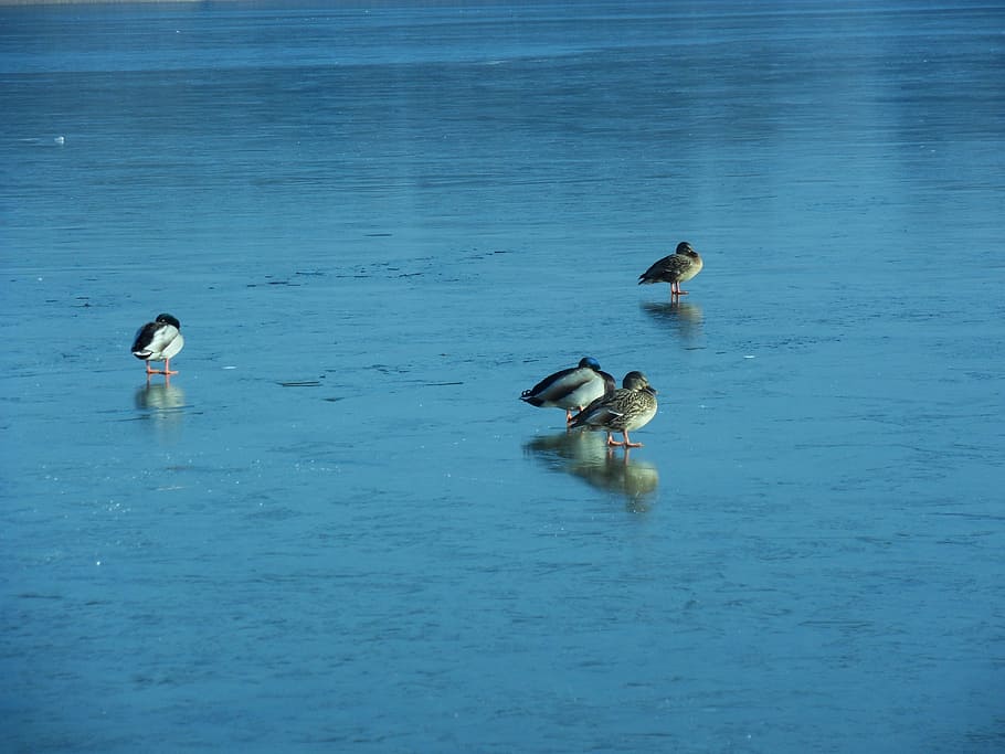 ducks, lake, winter, ice, bird, animals in the wild, group of animals HD wallpaper