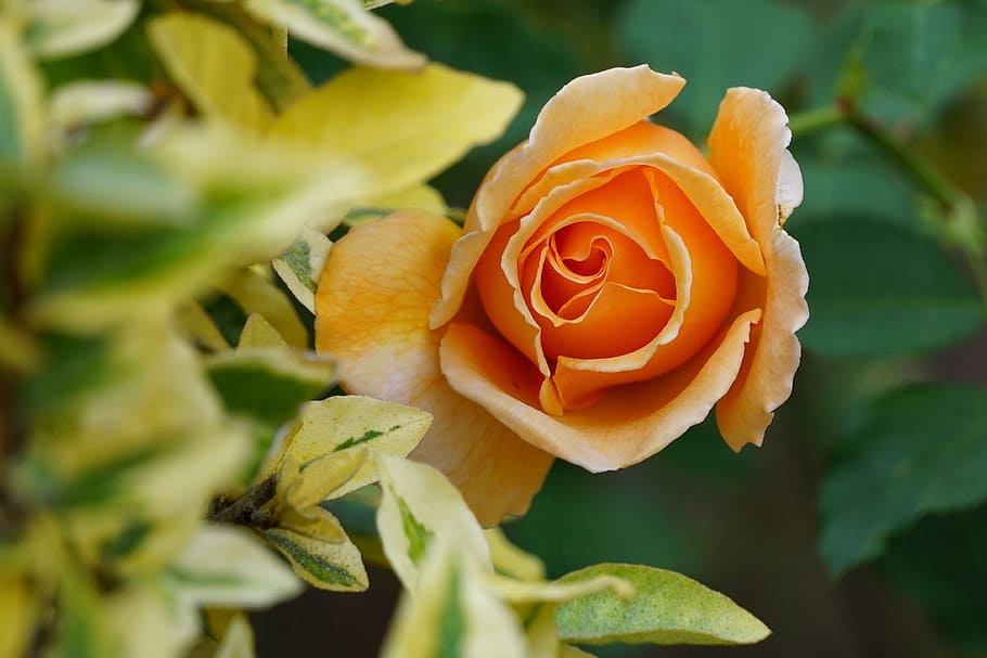 flowers, sedona, bloom, flowering plant, beauty in nature, rose HD wallpaper