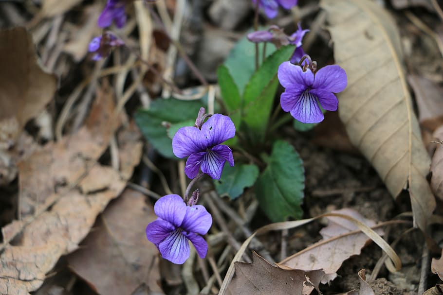 flowers, violet, spring, flowering plant, purple, fragility HD wallpaper