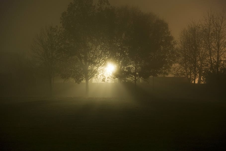 night, fog, mystical, tree, ray of light, tranquility, nature HD wallpaper