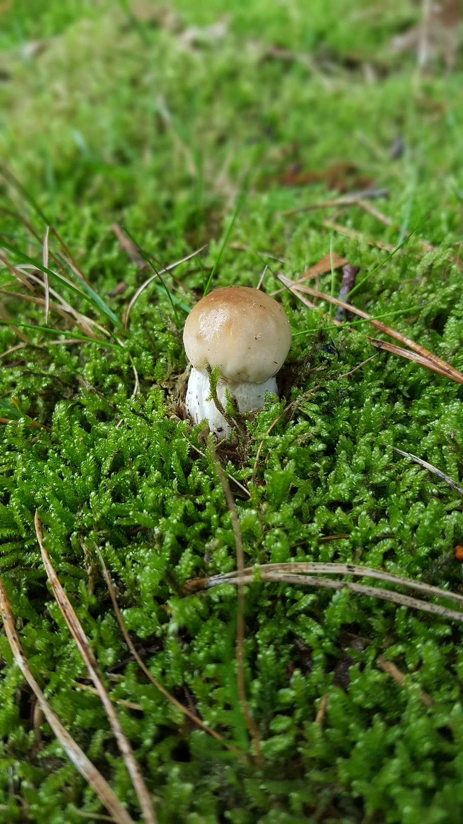 cep, forest, forest floor, mushroom, autumn, nature, moss, plant HD wallpaper
