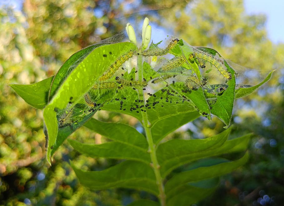 fall webworm, web worms, webbed nest, webworm nest, larva, hyphantria cunea HD wallpaper