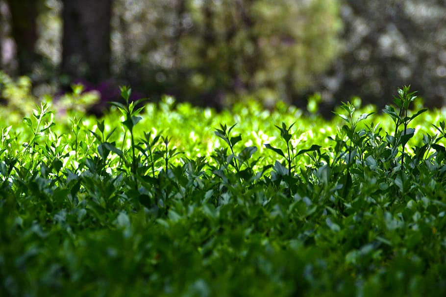 grass, park, green, nature, forest, green color, plant, growth HD wallpaper