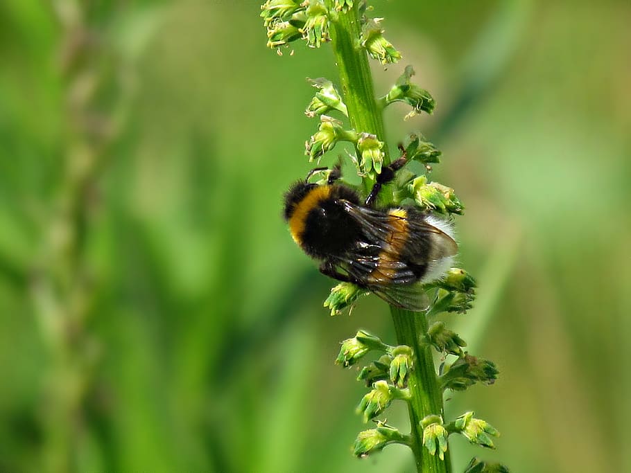 summer, insects, bumblebee, bittern, nature, flower, wings HD wallpaper