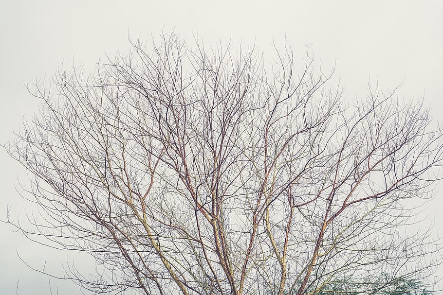 trees, branches, fall, autumn, bare tree, low angle view, sky HD wallpaper