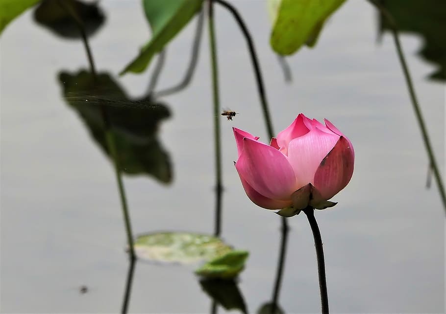 flower, garden, fresh, nature, spring, flower garden, natural HD wallpaper
