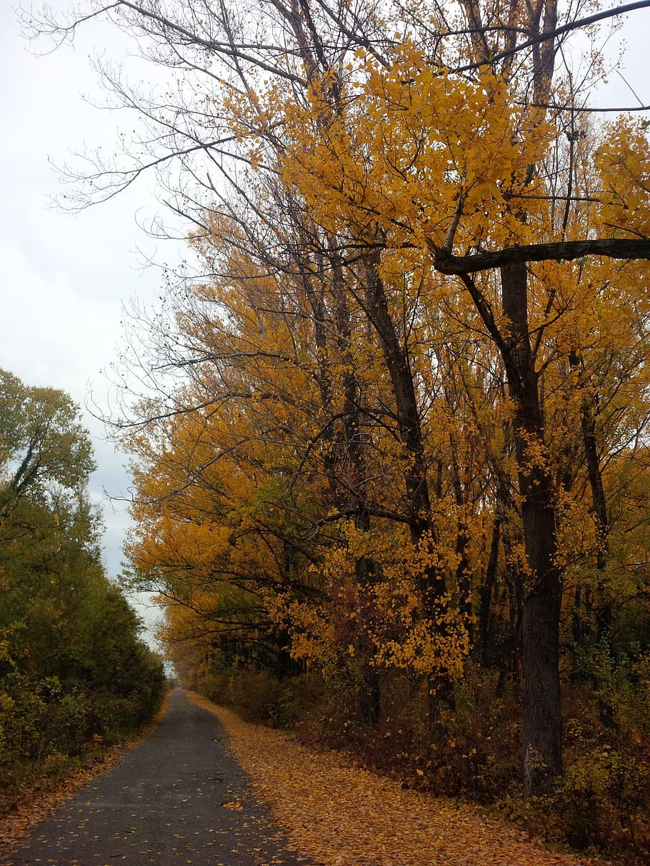 Footpath, Trail, Walkway, Pathway, Trees, autumn, fall, yellow HD wallpaper