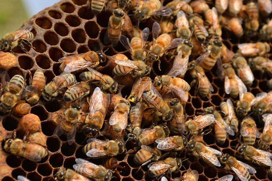 honeybee on beehive, bees, queen bee, agriculture, honeycomb HD wallpaper