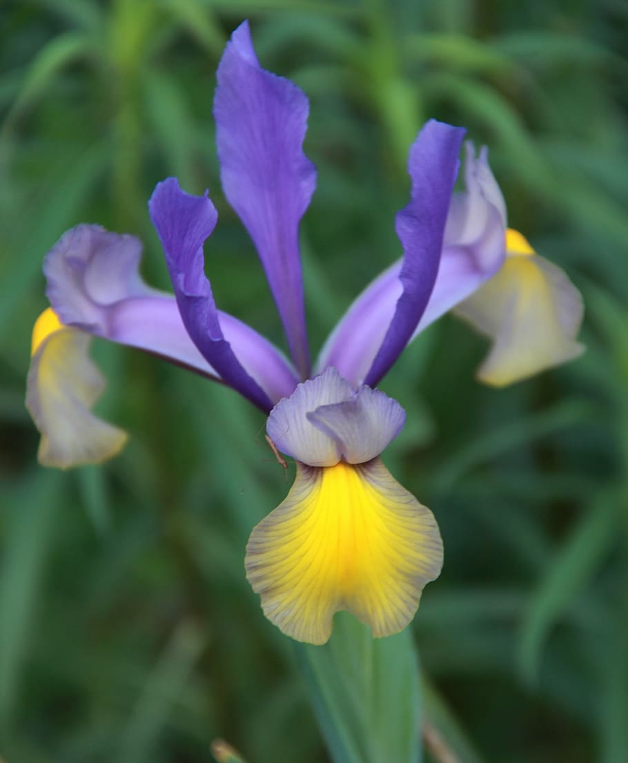 iris, flower, garden, plant, flowering plant, fragility, vulnerability HD wallpaper