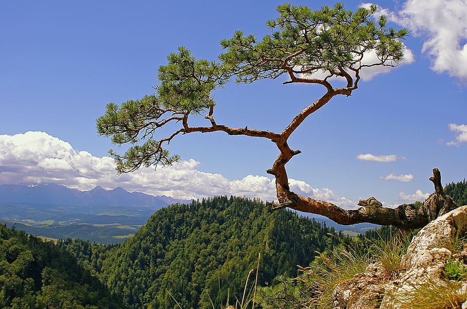 brown and green tree on cliff, landscape park, sokolica, poland, HD wallpaper