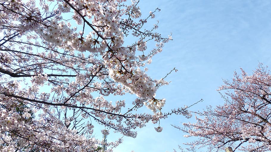 sakura, sky, spring, nature, tree, japanese, branch, floral HD wallpaper