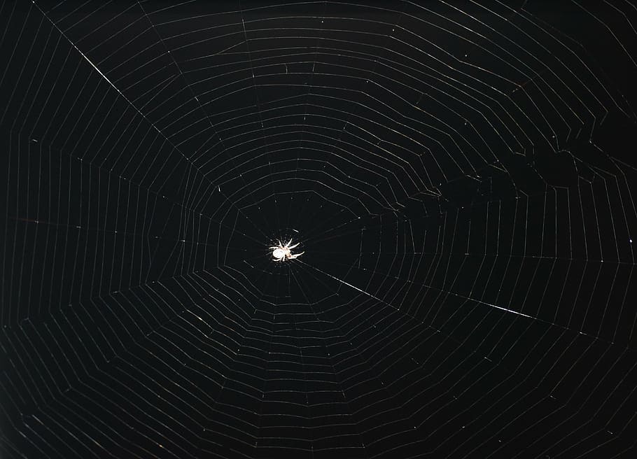 spider, insect, white spider, spider Web, nature, dew, drop HD wallpaper
