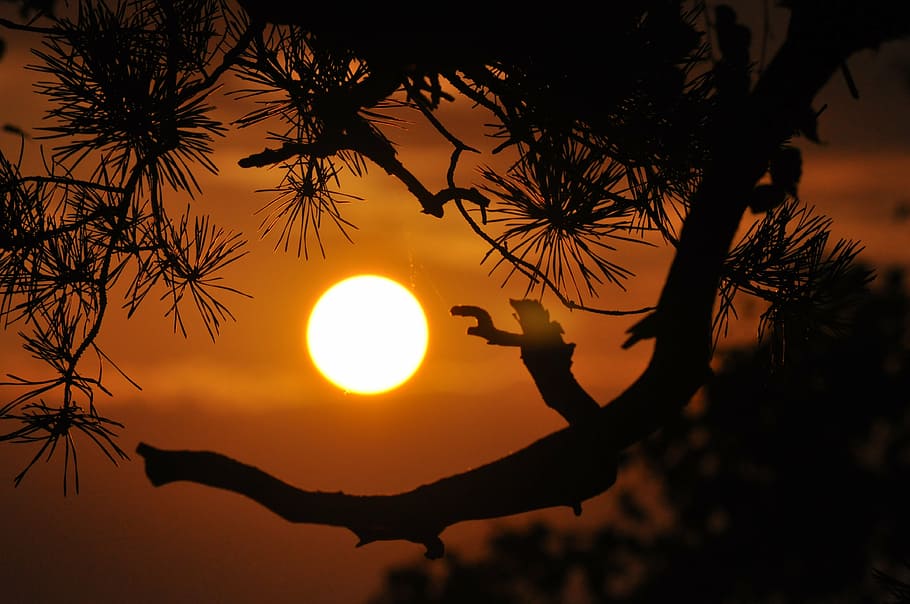 silhouette of branches, sunset, mountains, orange, summer, evening HD wallpaper