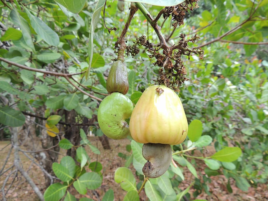 marañón, fruit, food, nature, agriculture, leaf, plant, autumn HD wallpaper