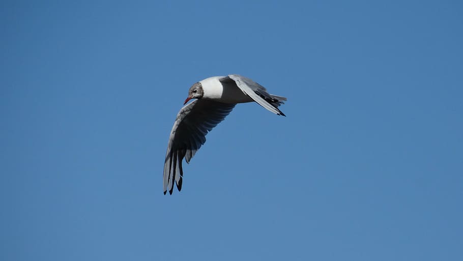 nature, bird in flight, common tern, flying, animals in the wild HD wallpaper