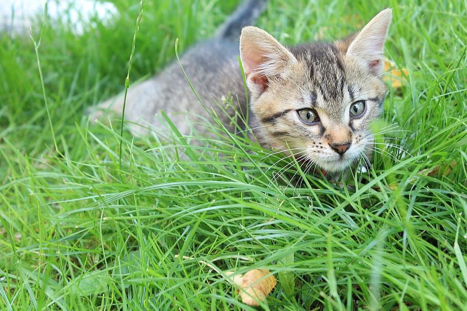 kitten, hunter, cat, grass, feline, domestic, mammal, pets HD wallpaper