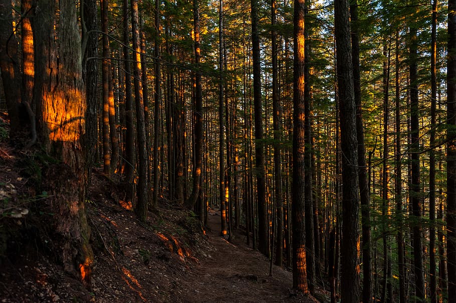 inside the jungle during golden hour, forest trees on mountain during daytime HD wallpaper