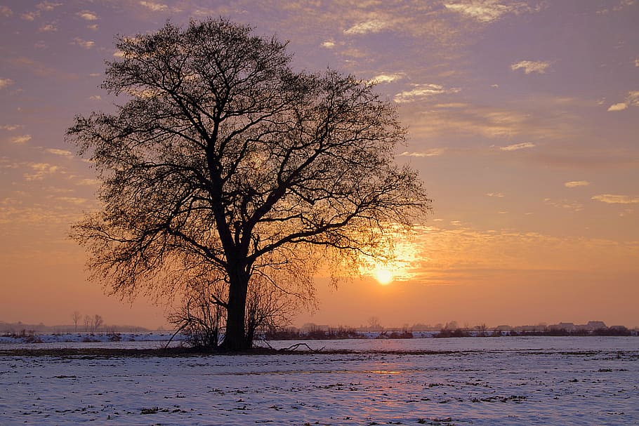 brown bare tree surrounded with white snow during sunset, lonely HD wallpaper