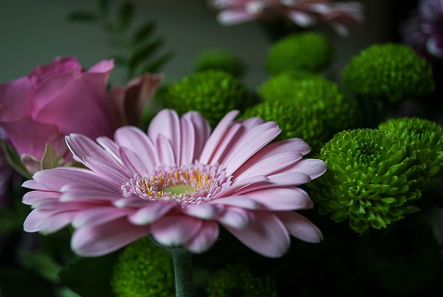flower, margriet, flowers, spring, nature, plant, close-up HD wallpaper