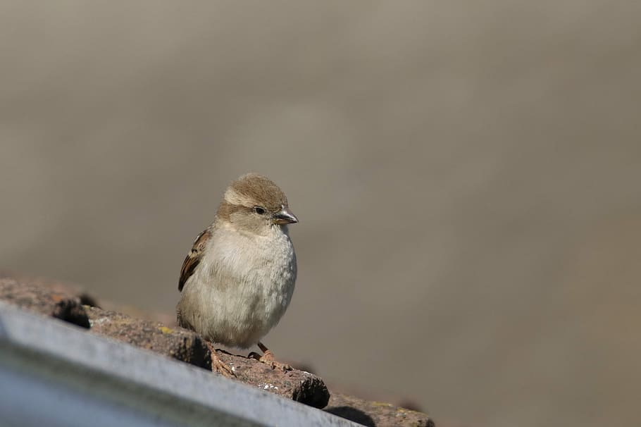 Sparrow, Bird, Wild, Nature, Feather, wildlife, wing, spring HD wallpaper