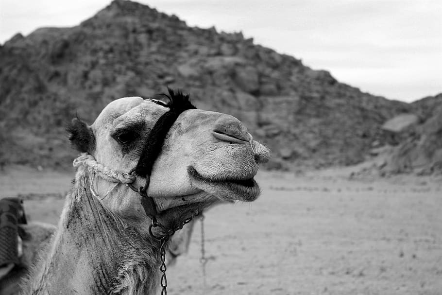 grayscale photo of camel and mountain, dromedary, desert, arabs