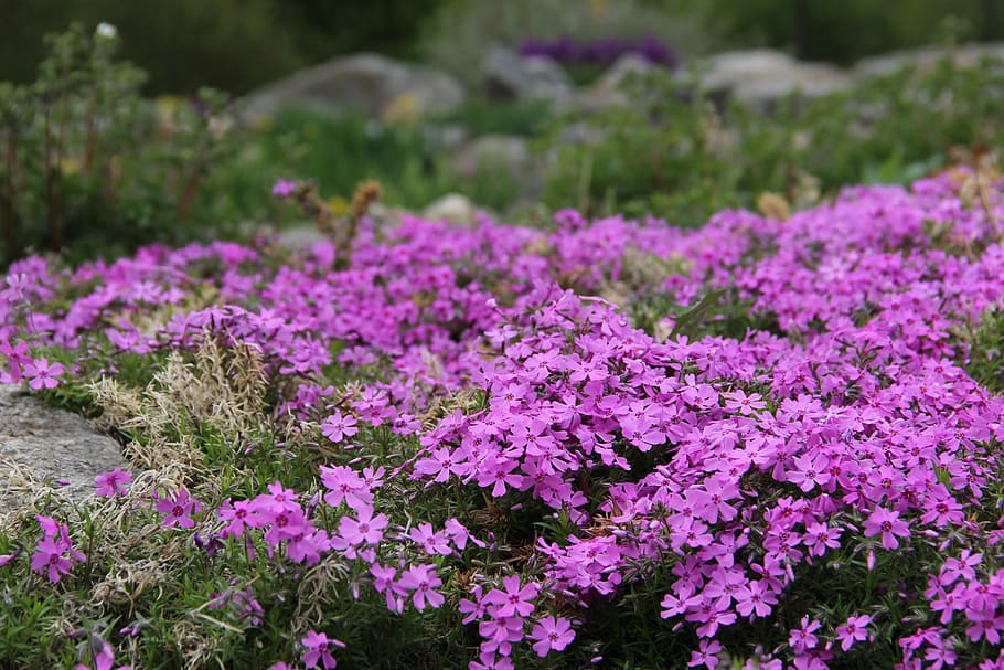 flowers, mountain, flowering plant, growth, beauty in nature HD wallpaper