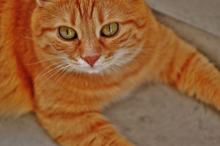 cat, red, cute, mackerel, tiger, sweet, cuddly, animal, fur HD wallpaper
