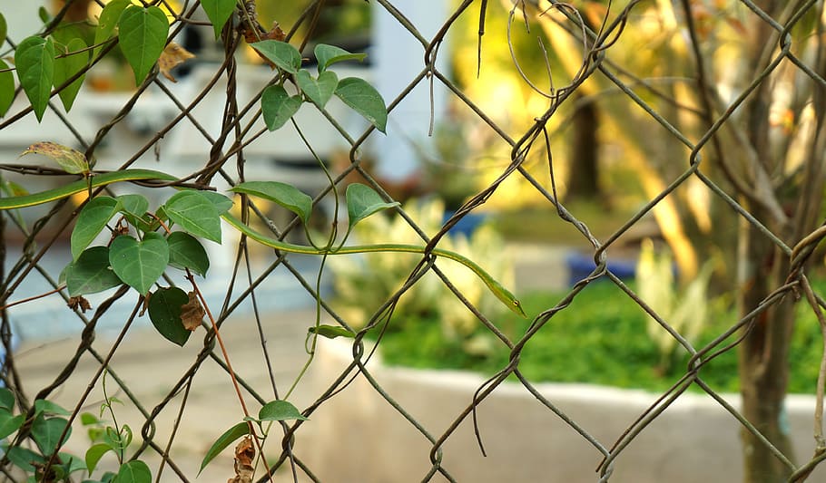 solid, solid record, green, fence, chainlink fence, security HD wallpaper