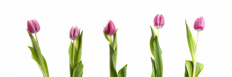purple petaled flowers, tulips, pink, completed, white background HD wallpaper