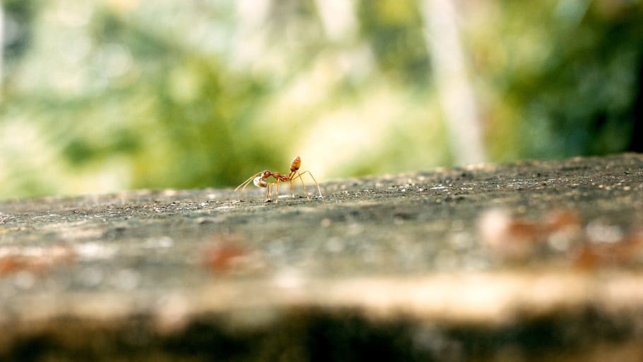 ant, ant single, ant egg, animal themes, animal wildlife, animals in the wild HD wallpaper