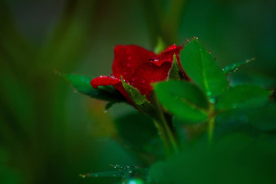red, rose, petal, flower, bloom, plant, nature, blur, water HD wallpaper